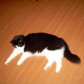 Kiska ( Mängupoiss )