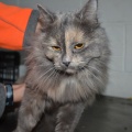 45314 - KITTY GREY (TATJANA)