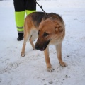26530 - Rae vald/ BOSSE