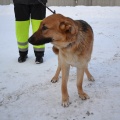 26530 - Rae vald/ BOSSE