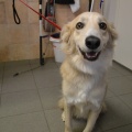 54341 - MAI (BAILEY)