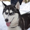 46368 - AMIRA - LANA
