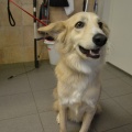 54341 - MAI (BAILEY)
