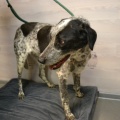 76691 - COOPER (GAVRUSHA)