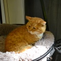 81222 - GARFIELD