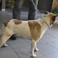 67523 - SNOOPY
