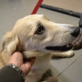 54341 - MAI (BAILEY)