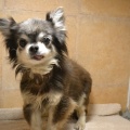 80750 - FIONA