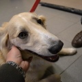 54341 - MAI (BAILEY)