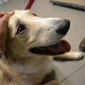 54341 - MAI (BAILEY)