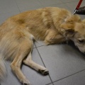 54341 - MAI (BAILEY)