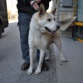 74424 - AZAR