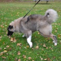 64894 - VASYA