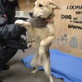 66523 - RUFO (RUDI)