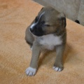 65211 - TYSON