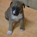 65211 - TYSON