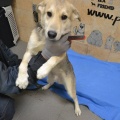 66523 - RUFO (RUDI)
