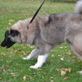 64894 - VASYA