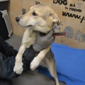 66523 - RUFO (RUDI)