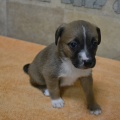 65211 - TYSON