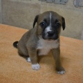 65211 - TYSON