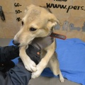 66523 - RUFO (RUDI)
