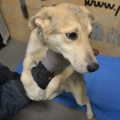 66523 - RUFO (RUDI)
