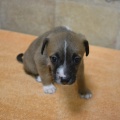 65211 - TYSON