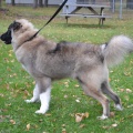 64894 - VASYA