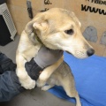 66523 - RUFO (RUDI)