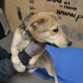 66523 - RUFO (RUDI)