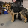 79298 -  BERTA  (LUCKY)