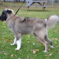 64894 - VASYA