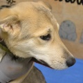 66523 - RUFO (RUDI)