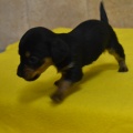 66238 - SAMMY