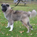 64894 - VASYA