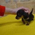 66238 - SAMMY