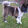 83983 - NORA