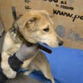 66523 - RUFO (RUDI)