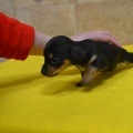 66238 - SAMMY