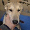 66523 - RUFO (RUDI)