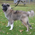 64894 - VASYA