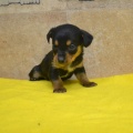 66238 - SAMMY