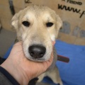 66523 - RUFO (RUDI)