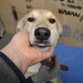 66523 - RUFO (RUDI)