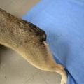 66523 - RUFO (RUDI)