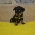 66238 - SAMMY