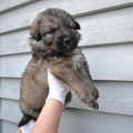 80346 - CODY