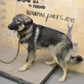 58774 - MASHA