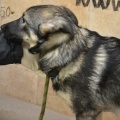 58774 - MASHA